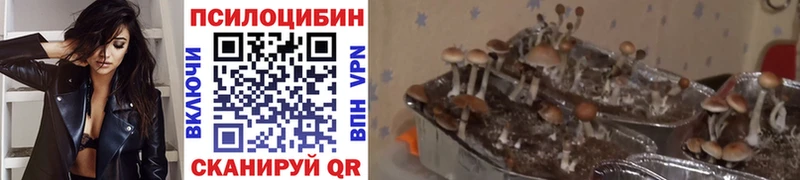 Псилоцибиновые грибы Psilocybine cubensis  Купить закладки  Гаврилов Посад 
